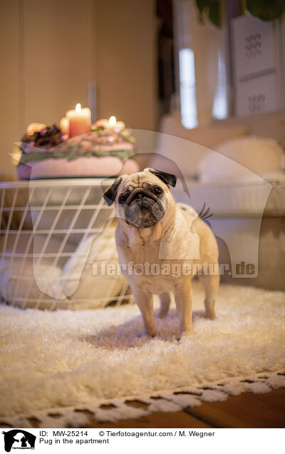 Mops in der Wohnung / Pug in the apartment / MW-25214