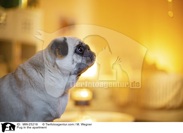 Pug in the apartment / MW-25218