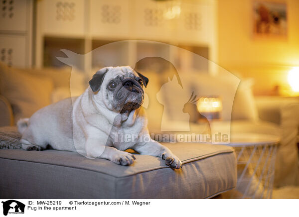 Pug in the apartment / MW-25219