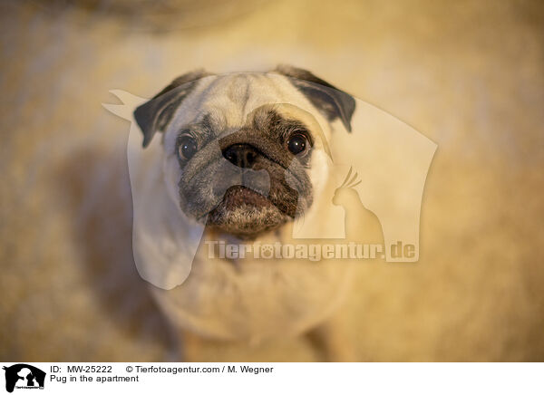 Mops in der Wohnung / Pug in the apartment / MW-25222
