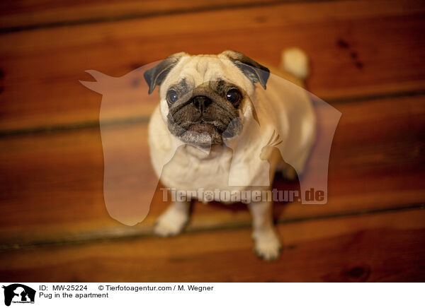 Pug in the apartment / MW-25224