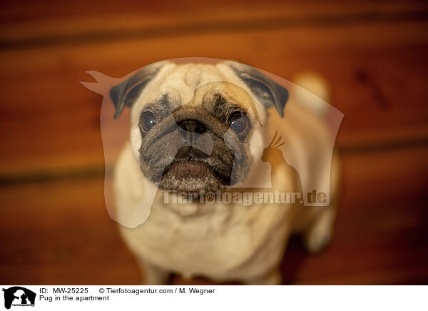 Pug in the apartment / MW-25225
