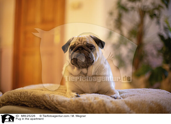 Pug in the apartment / MW-25226