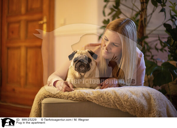 Mops in der Wohnung / Pug in the apartment / MW-25229