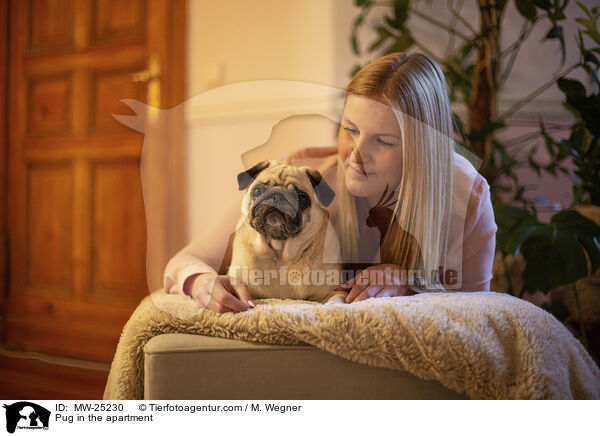 Mops in der Wohnung / Pug in the apartment / MW-25230