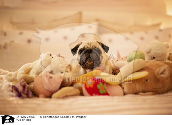 Pug on bed / MW-25239