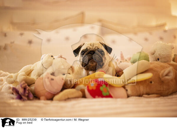 Mops auf Bett / Pug on bed / MW-25239