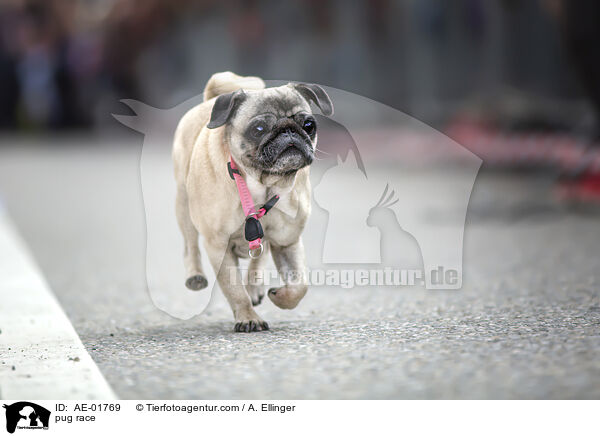 Mopsrennen / pug race / AE-01769