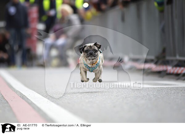 Mopsrennen / pug race / AE-01770
