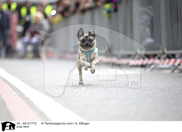 Mopsrennen / pug race / AE-01772