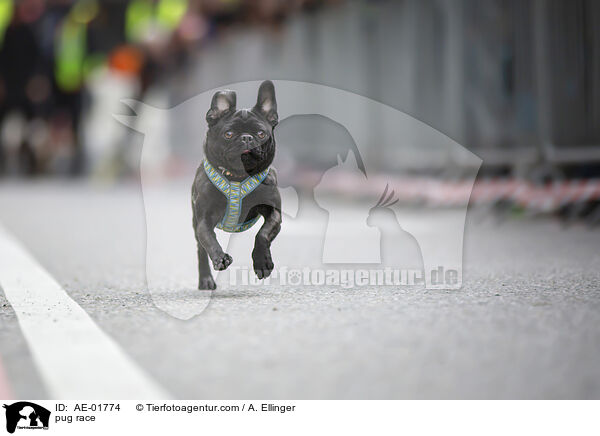 Mopsrennen / pug race / AE-01774