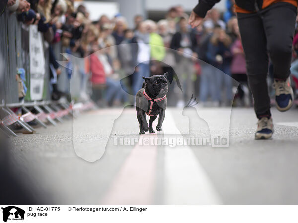Mopsrennen / pug race / AE-01775