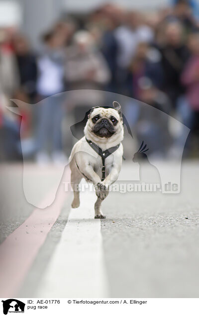 Mopsrennen / pug race / AE-01776