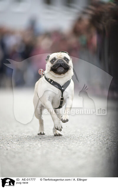 Mopsrennen / pug race / AE-01777