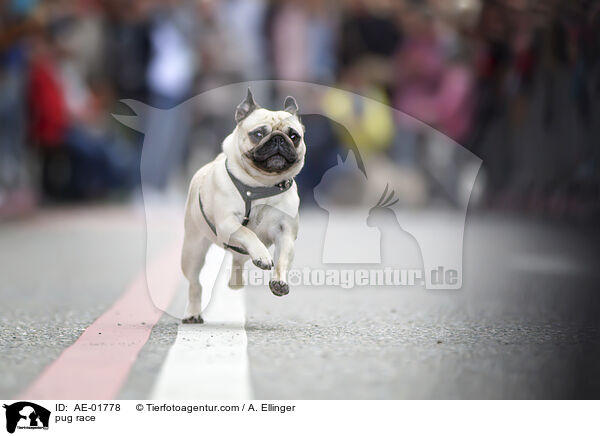 Mopsrennen / pug race / AE-01778