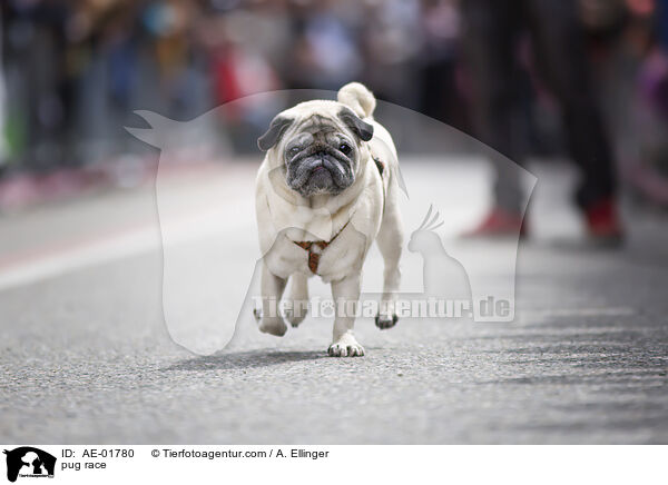 Mopsrennen / pug race / AE-01780
