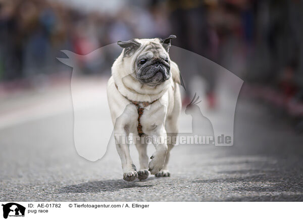 Mopsrennen / pug race / AE-01782