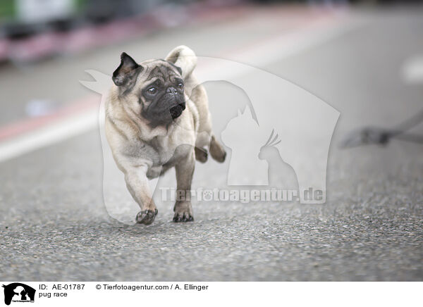 Mopsrennen / pug race / AE-01787