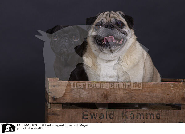 Mpse im Studio / pugs in the studio / JM-10103
