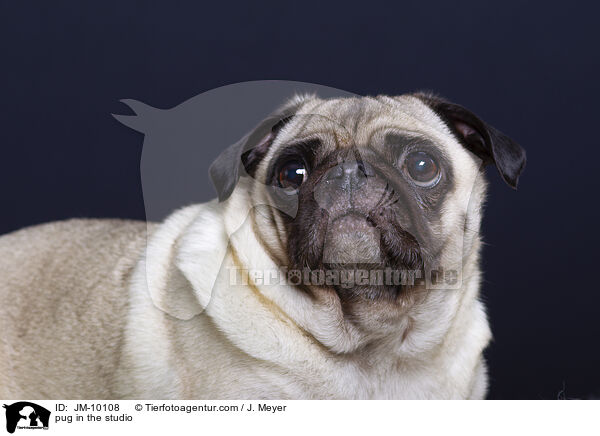 Mops im Studio / pug in the studio / JM-10108