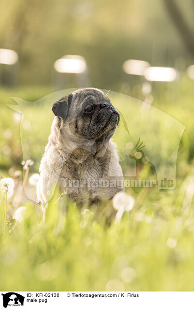 Mops Rde / male pug / KFI-02136