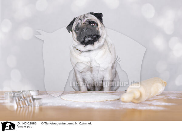 Mops Hndin / female pug / NC-02883
