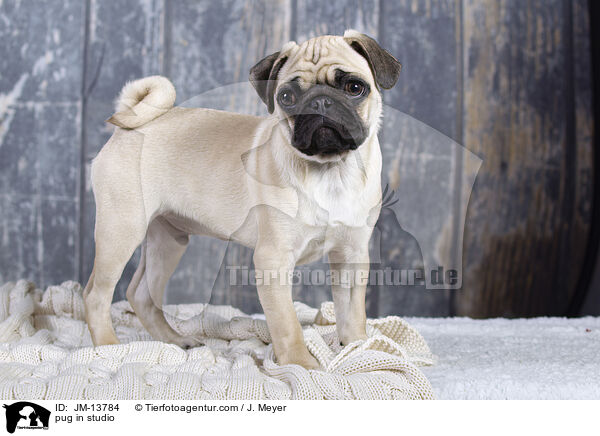 Mops im Studio / pug in studio / JM-13784