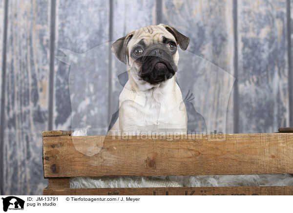 Mops im Studio / pug in studio / JM-13791