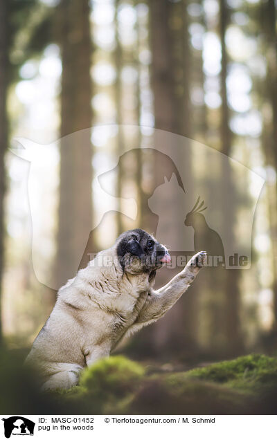 Mops im Wald / pug in the woods / MASC-01452