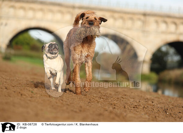 2 Hunde / 2 dogs / KB-08728