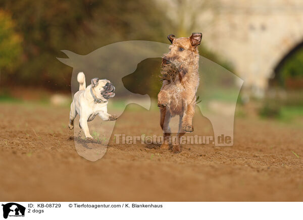 2 Hunde / 2 dogs / KB-08729