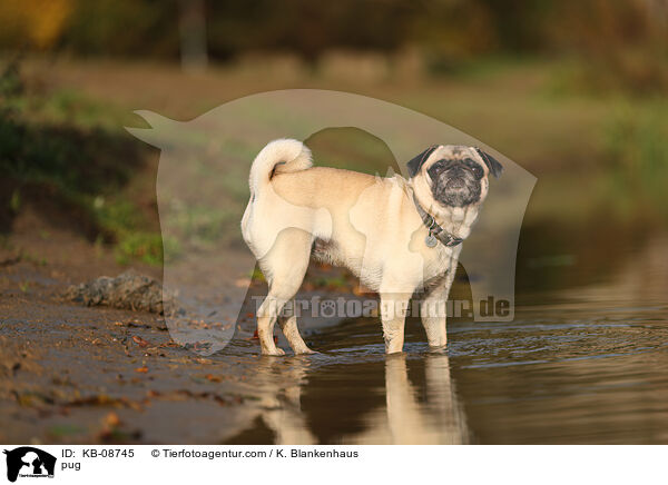 Mops / pug / KB-08745