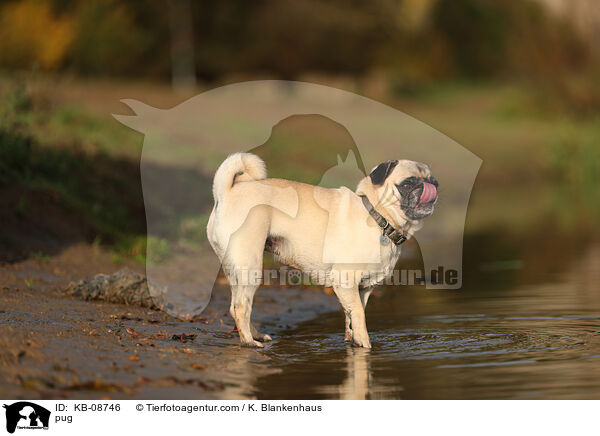 pug / KB-08746