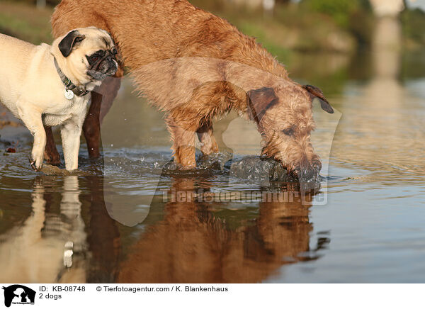 2 Hunde / 2 dogs / KB-08748