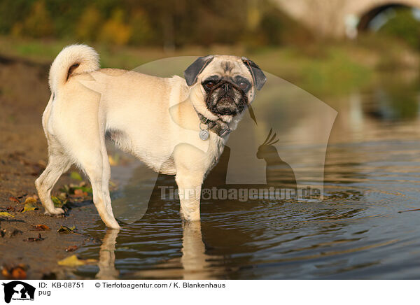 Mops / pug / KB-08751