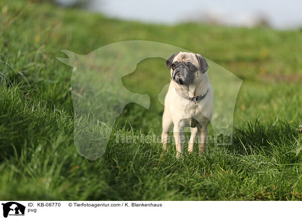 pug / KB-08770