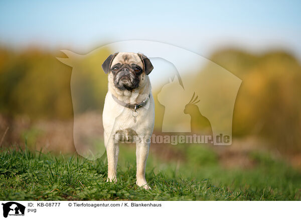 Mops / pug / KB-08777