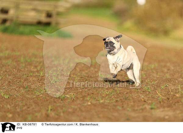 Mops / pug / KB-08781
