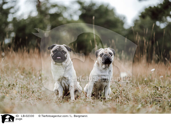 Mpse / pugs / LB-02330