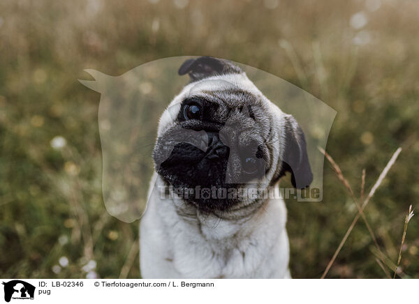 pug / LB-02346