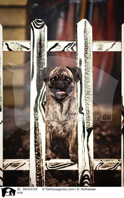 pug / DH-03193