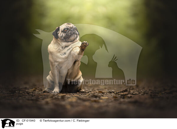 Mops / pugs / CF-01940