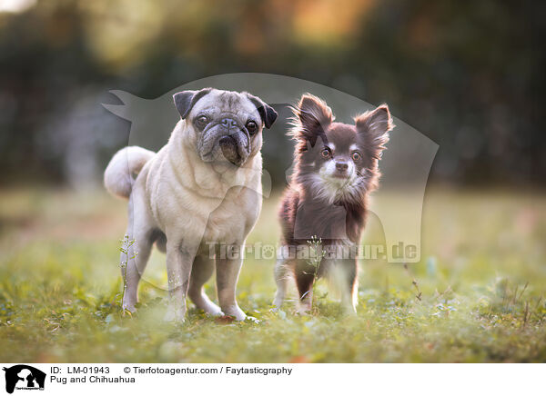 Mops und Chihuahua / Pug and Chihuahua / LM-01943