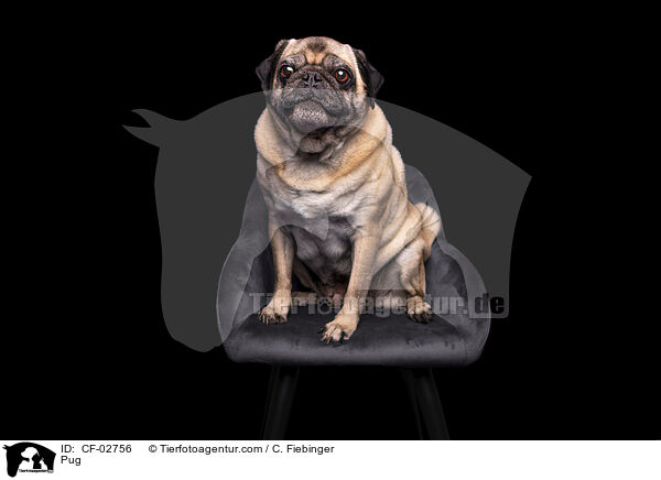Mops / Pug / CF-02756