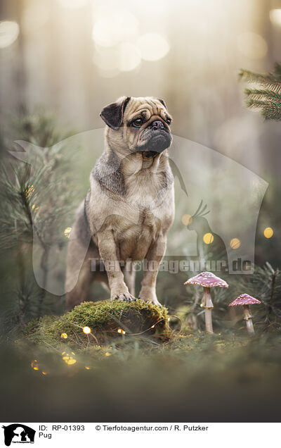 Mops / Pug / RP-01393