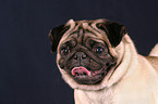 Pug Portrait