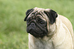 Pug Portrait