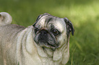 Pug Portrait