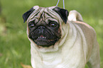 Pug Portrait