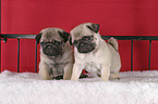 Pug Puppies